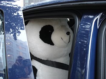 Pandabär im Auto